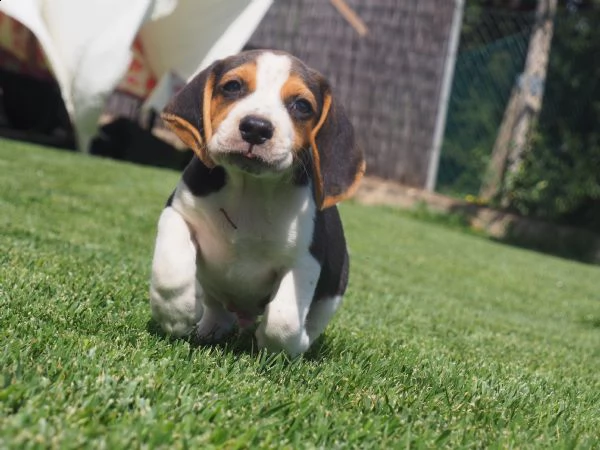 cuccioli beagle | Foto 1