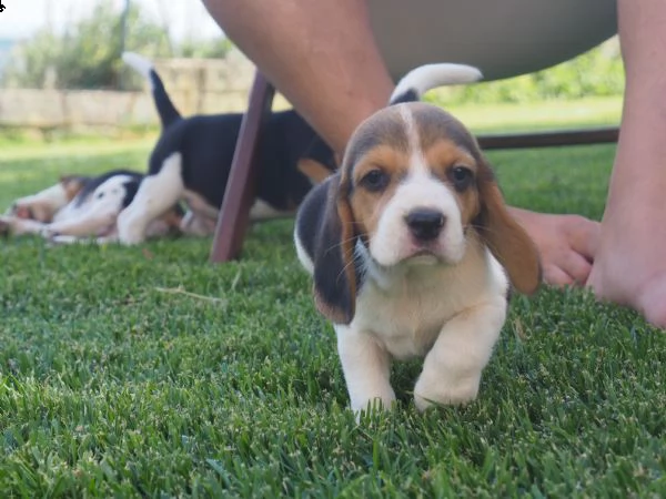 cuccioli beagle | Foto 0