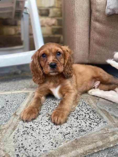 cuccioli di cavalier king  femminucce e maschietti per ladozione gratuit