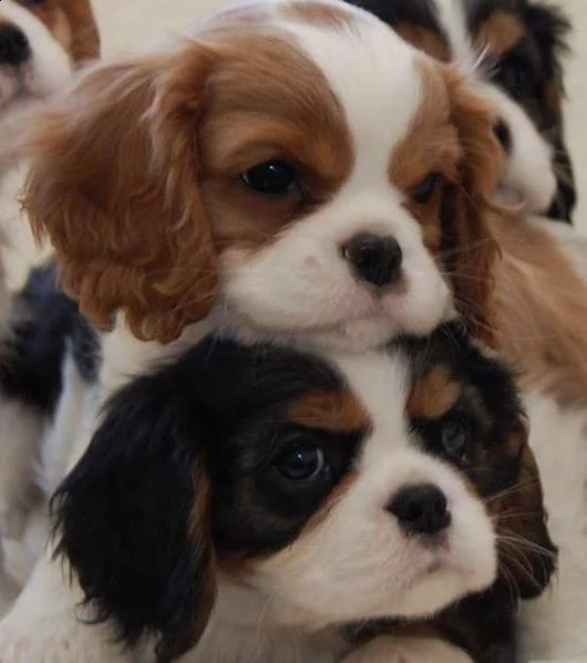  cuccioli di cavalier king femminucce e maschietti disponibili per l'adozione gratuita i cuccioli so