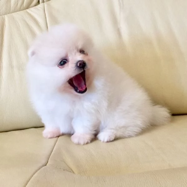 cuccioli di spitz pomerania taglia mini | Foto 0