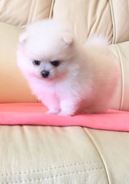 cuccioli di spitz pomerania taglia mini