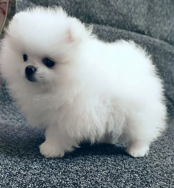spitz di pomerania nanobianco