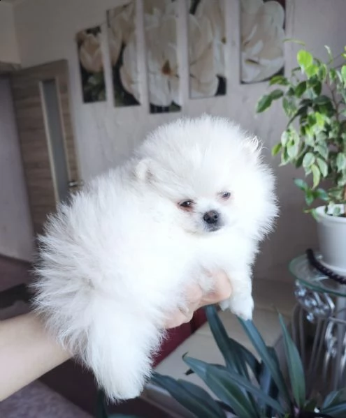 spitz di pomerania nanobianco | Foto 0
