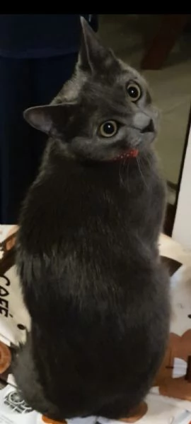 Cuccioloni Certosini