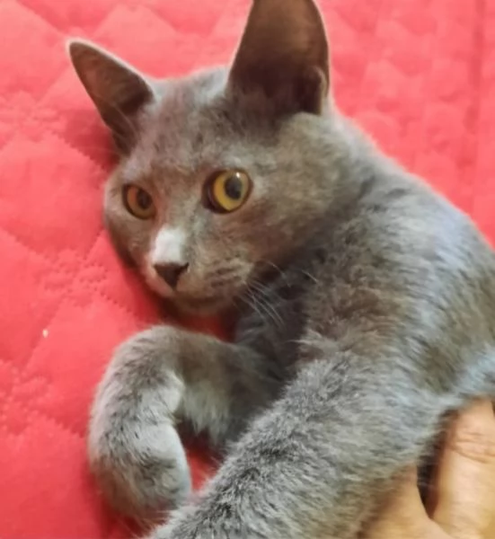 Certosini cuccioloni