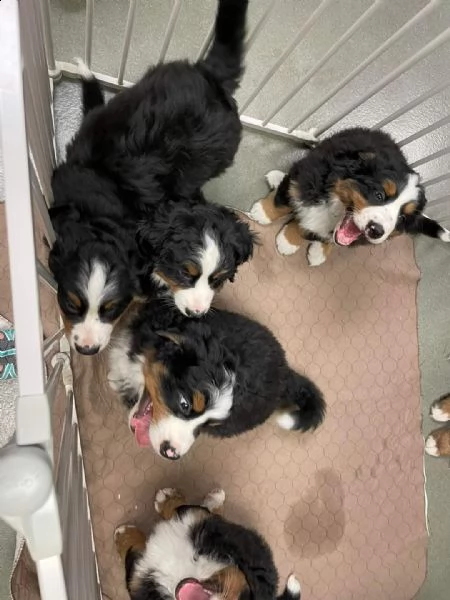 cuccioli di bovaro del bernese