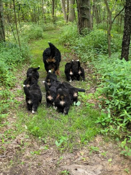 cuccioli di bovaro del bernese | Foto 1