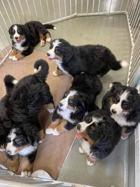 cuccioli di bovaro del bernese | Foto 0