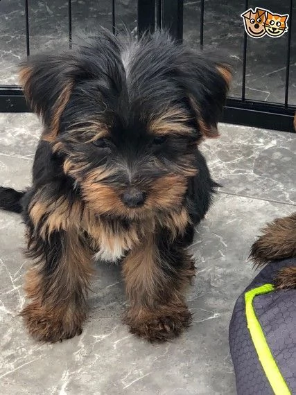 adorabili cuccioli di yorkshire femminucce e maschietti disponibili per ladozione gratuita i cuccio