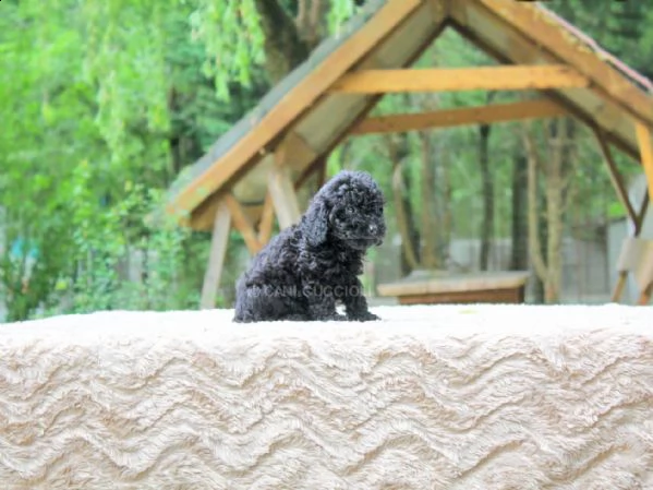 cucciolo di barboncino nero | Foto 3