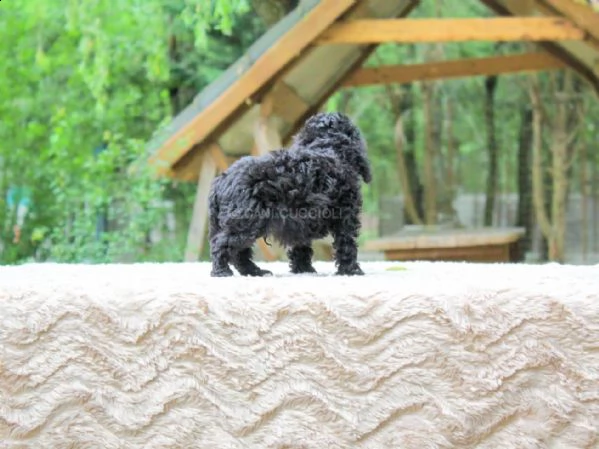 cucciolo di barboncino nero | Foto 2
