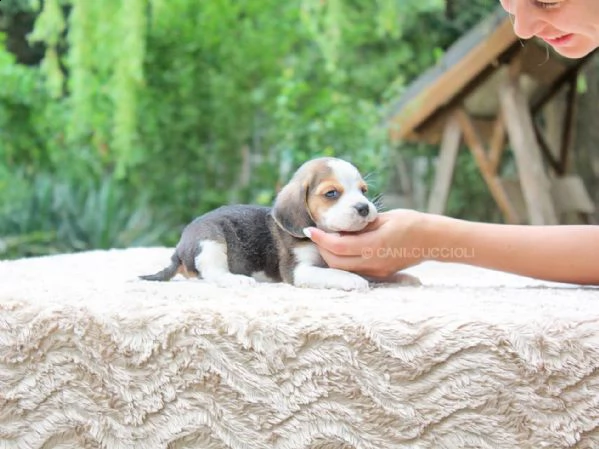 cucciolo di beagle maschio