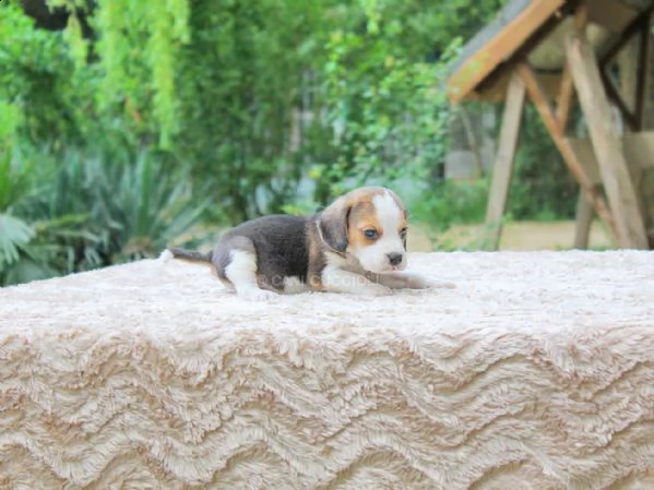 cucciolo di beagle maschio | Foto 2