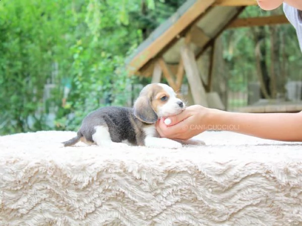 cucciolo di beagle maschio | Foto 1