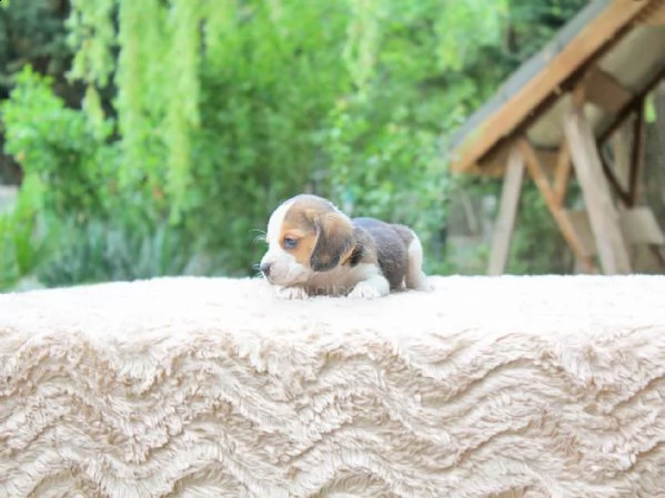 cucciolo di beagle maschio | Foto 0