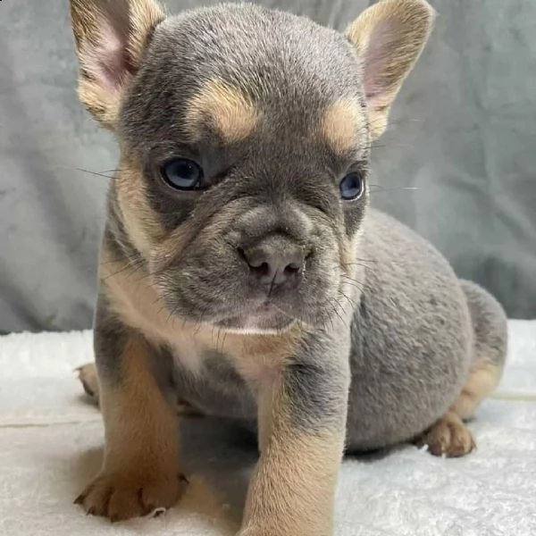 cuccioli di bulldog francese per ladozione