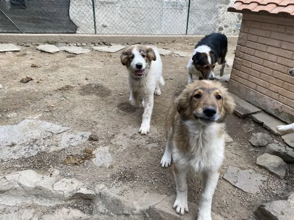 regalo cani | Foto 4