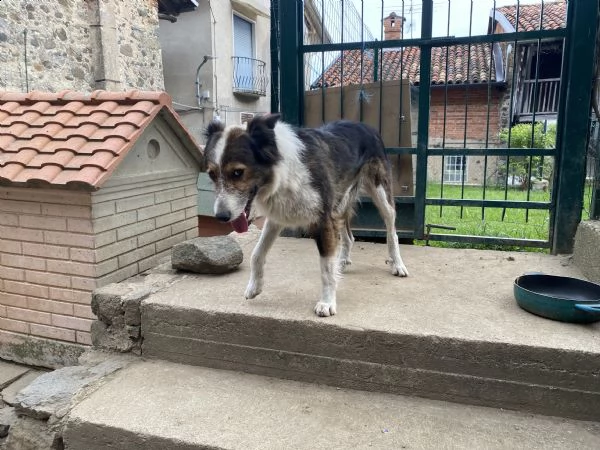 regalo cani | Foto 1