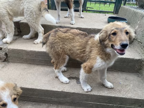 regalo cani | Foto 0