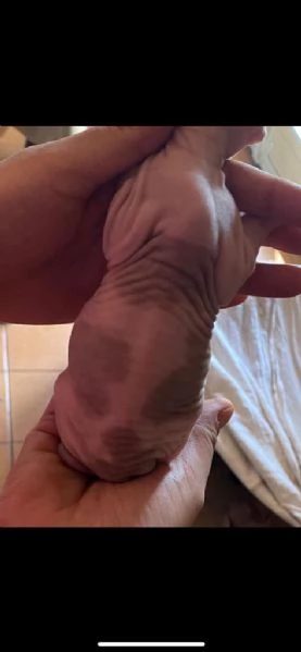 canadian sphynx  | Foto 4