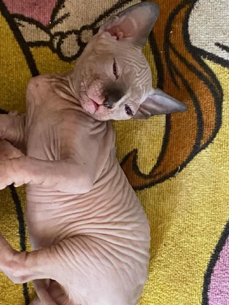 canadian sphynx  | Foto 3