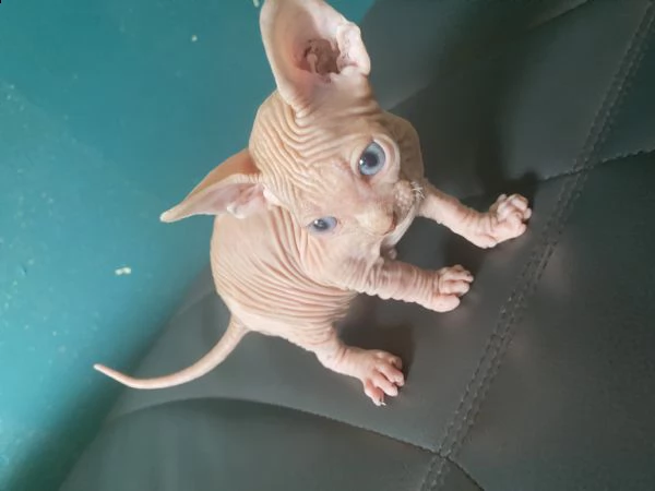 canadian sphynx  | Foto 2