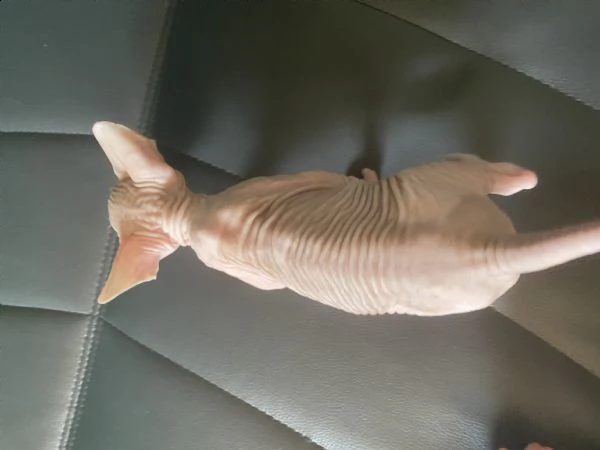 canadian sphynx  | Foto 1