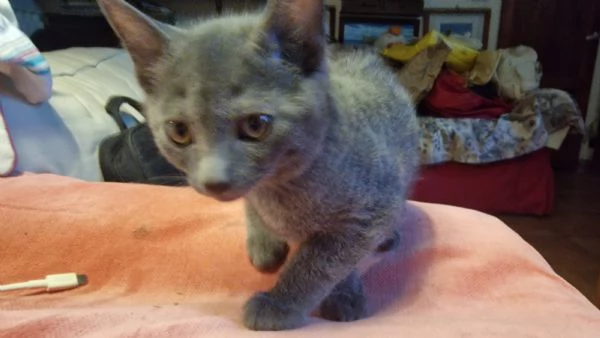 Cuccioli Certosini disponibili a settembre | Foto 3