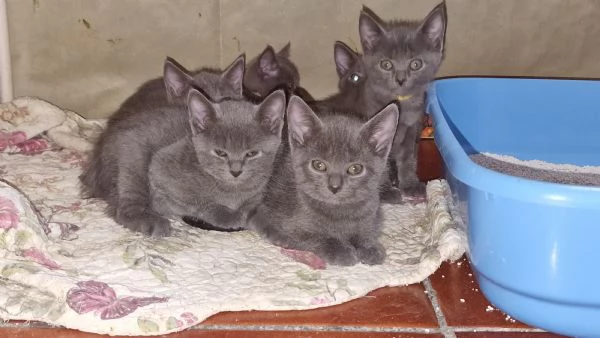 Cuccioli Certosini disponibili a settembre | Foto 1