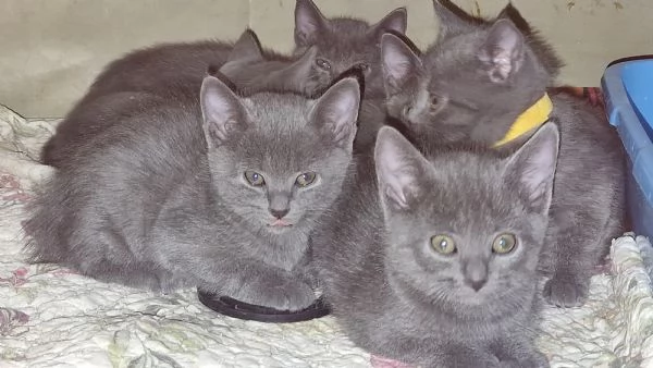 Cuccioli Certosini disponibili a settembre | Foto 0
