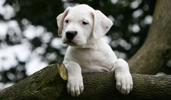 cuccioli dogo argentino
