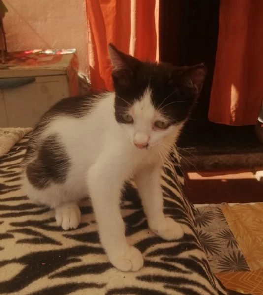 gattini in regalo | Foto 4