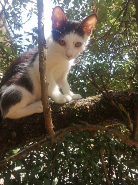 gattini in regalo | Foto 3