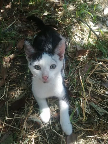 gattini in regalo | Foto 2