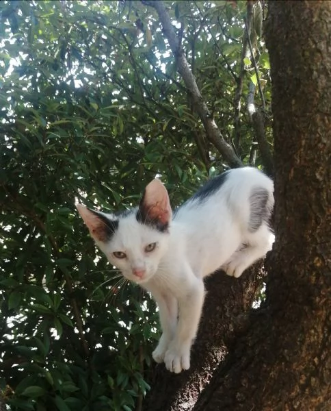gattini in regalo | Foto 1