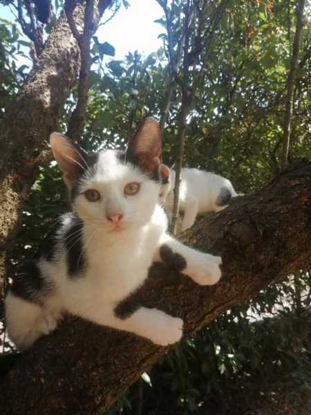 gattini in regalo | Foto 0