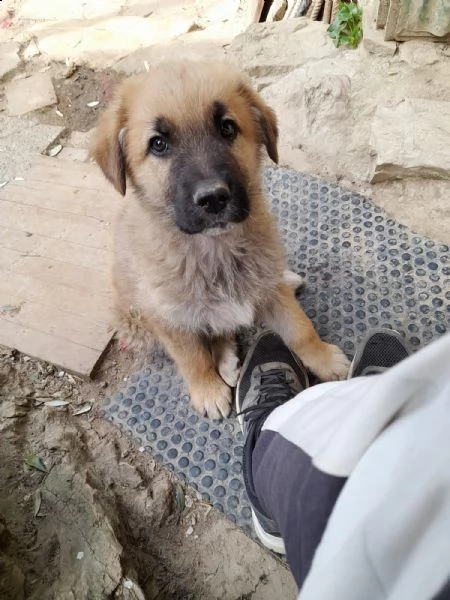 regalo cuccioli di pastore tedesco | Foto 1