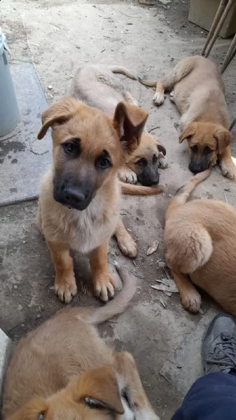 regalo cuccioli di pastore tedesco | Foto 0