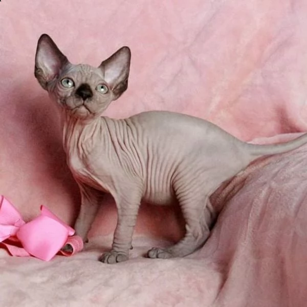 canadian sphynx con pedigree cuccioli | Foto 0