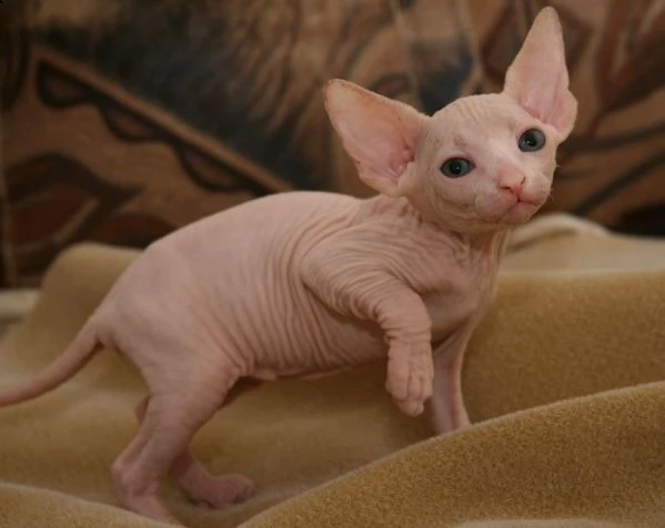 canadian sphynx con pedigree cuccioli