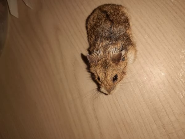 regalo bellissimi criceti russi di 1 mese e 2 mesi. | Foto 5