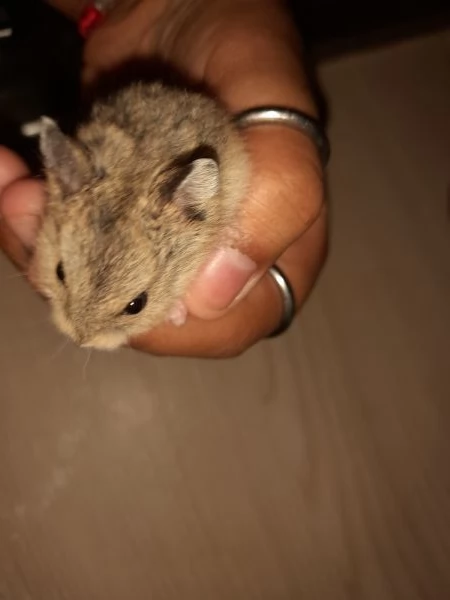 regalo bellissimi criceti russi di 1 mese e 2 mesi. | Foto 4