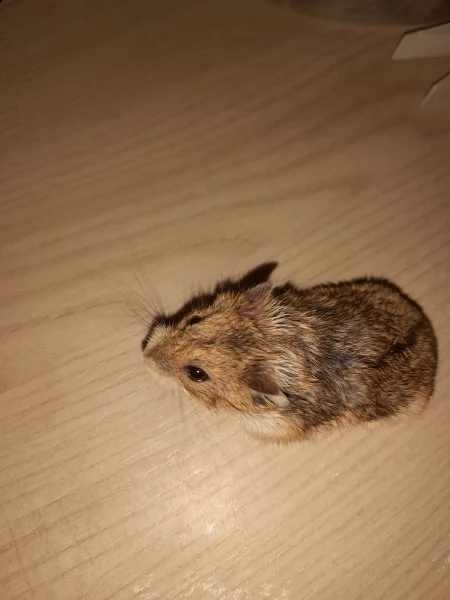 regalo bellissimi criceti russi di 1 mese e 2 mesi. | Foto 2