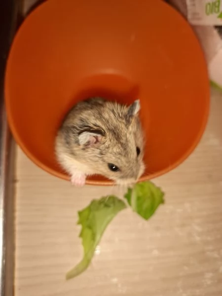 regalo bellissimi criceti russi di 1 mese e 2 mesi.