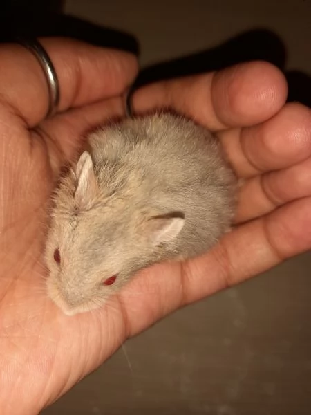 regalo bellissimi criceti russi di 1 mese e 2 mesi. | Foto 1