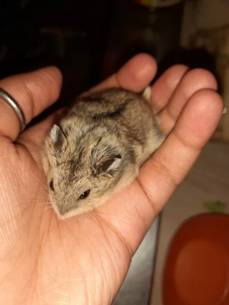 regalo bellissimi criceti russi di 1 mese e 2 mesi. | Foto 0