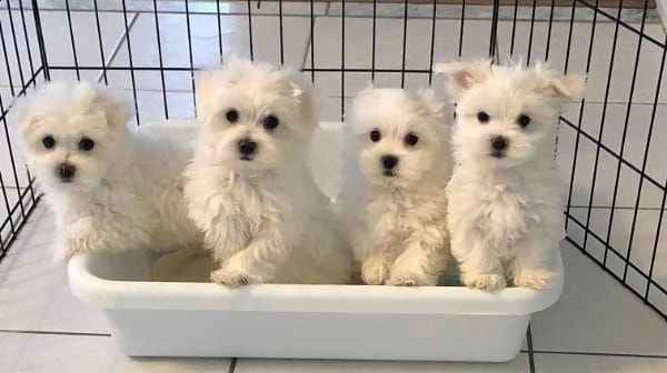 cuccioli di maltese toy | Foto 0