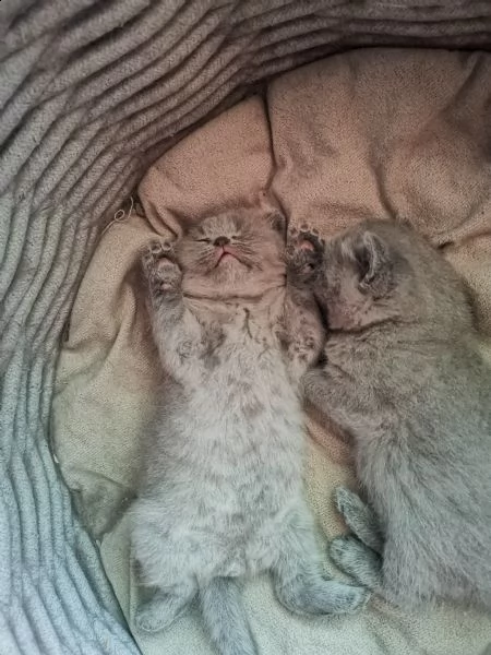 bellissimi gattini schotih fold pronti per adozione  