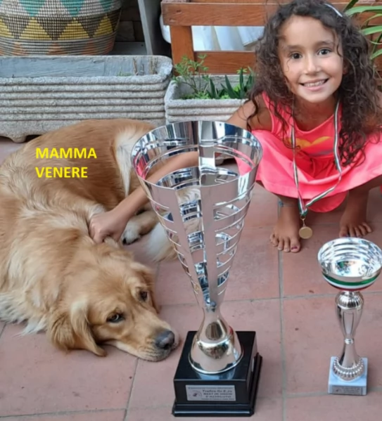Splendidi Golden Retriever | Foto 6